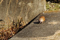 21tokaimg_6_m_thumb.jpg